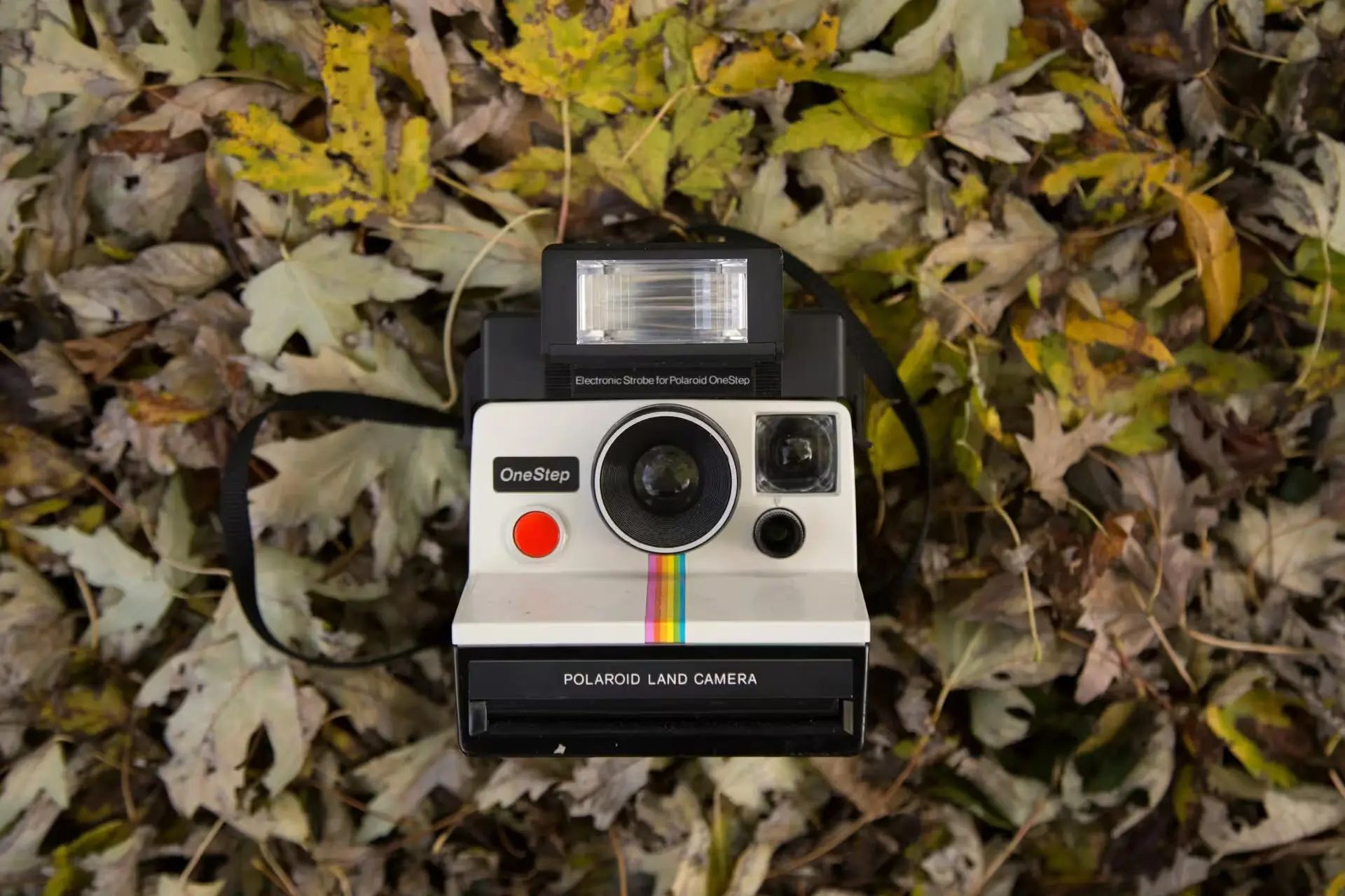 Foto 2 Polas und Polaroids - Wozu dienen sie?